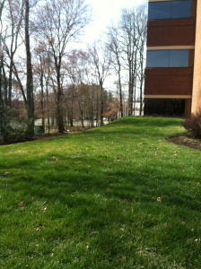 open grass area, "before picture"
