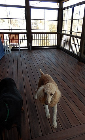dog walking on a deck