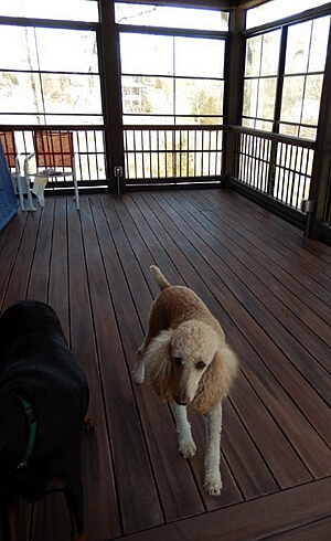 Cute dog walking on deck