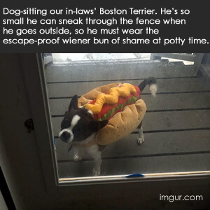 Dog with hotdog costume