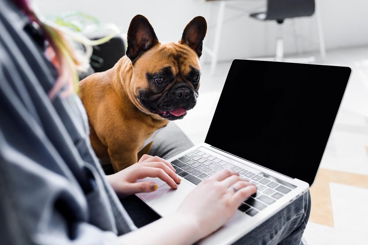 Woman working on laptop with pet dog beside