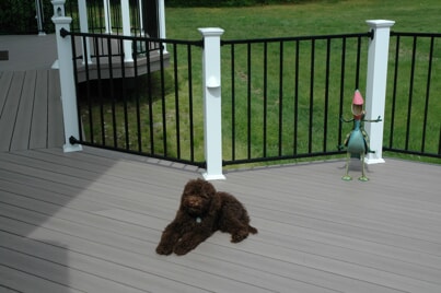 Dog laying on a deck