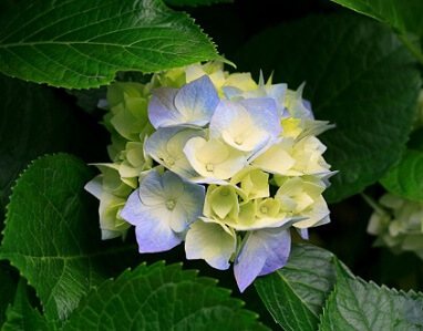 hydrangea