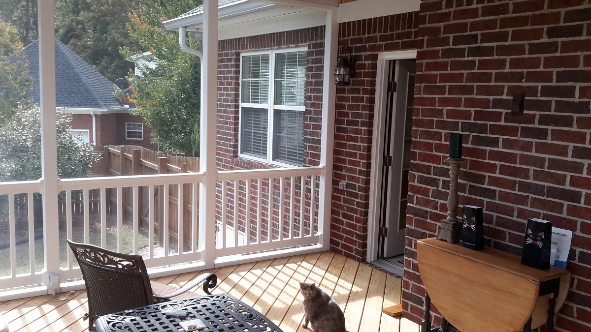 Cat on screened porch
