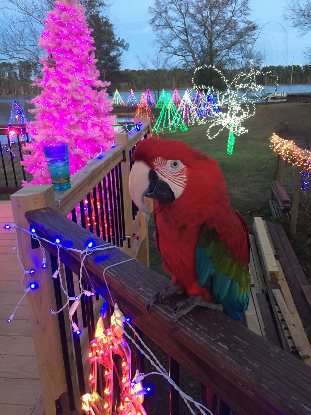 Parrot perched on deck