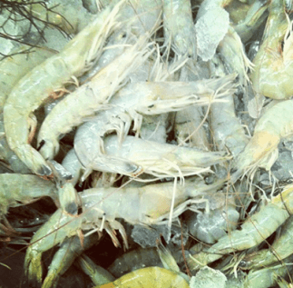 Fresh shrimp at the Florence, SC Farmers Market