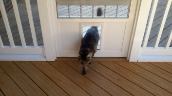 loving the kitty door