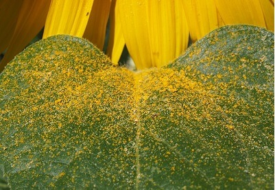 Pollen on leaf