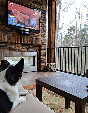 Dog watching dog show on TV