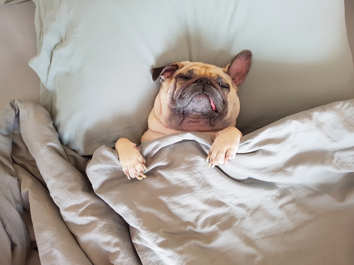 pug dog sleeping in a bed 