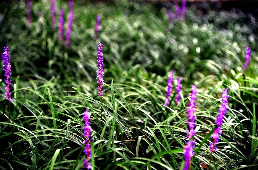 Purple flowers