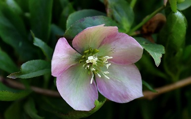 Pink flower