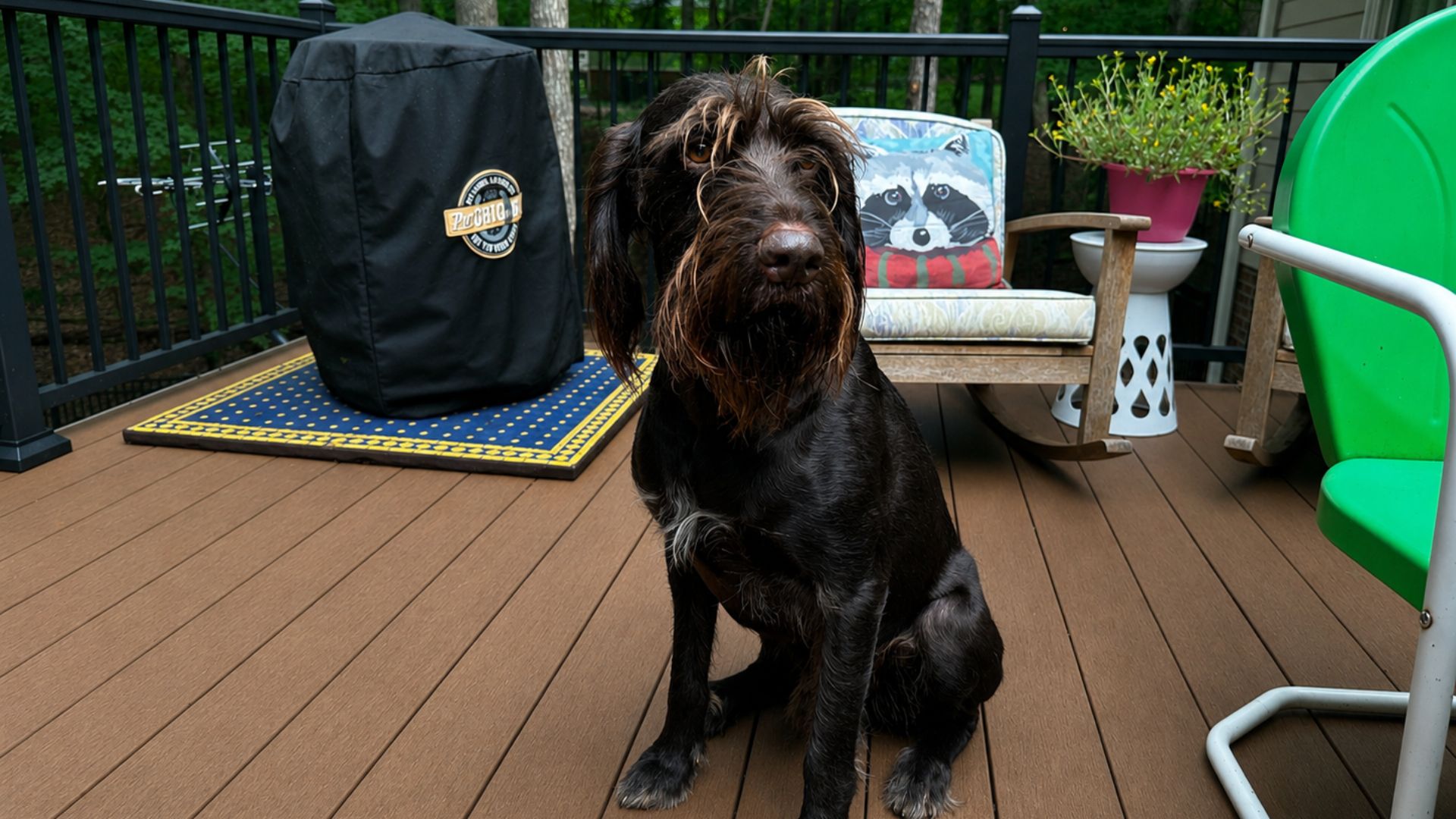 Which decking is best for my dog?
