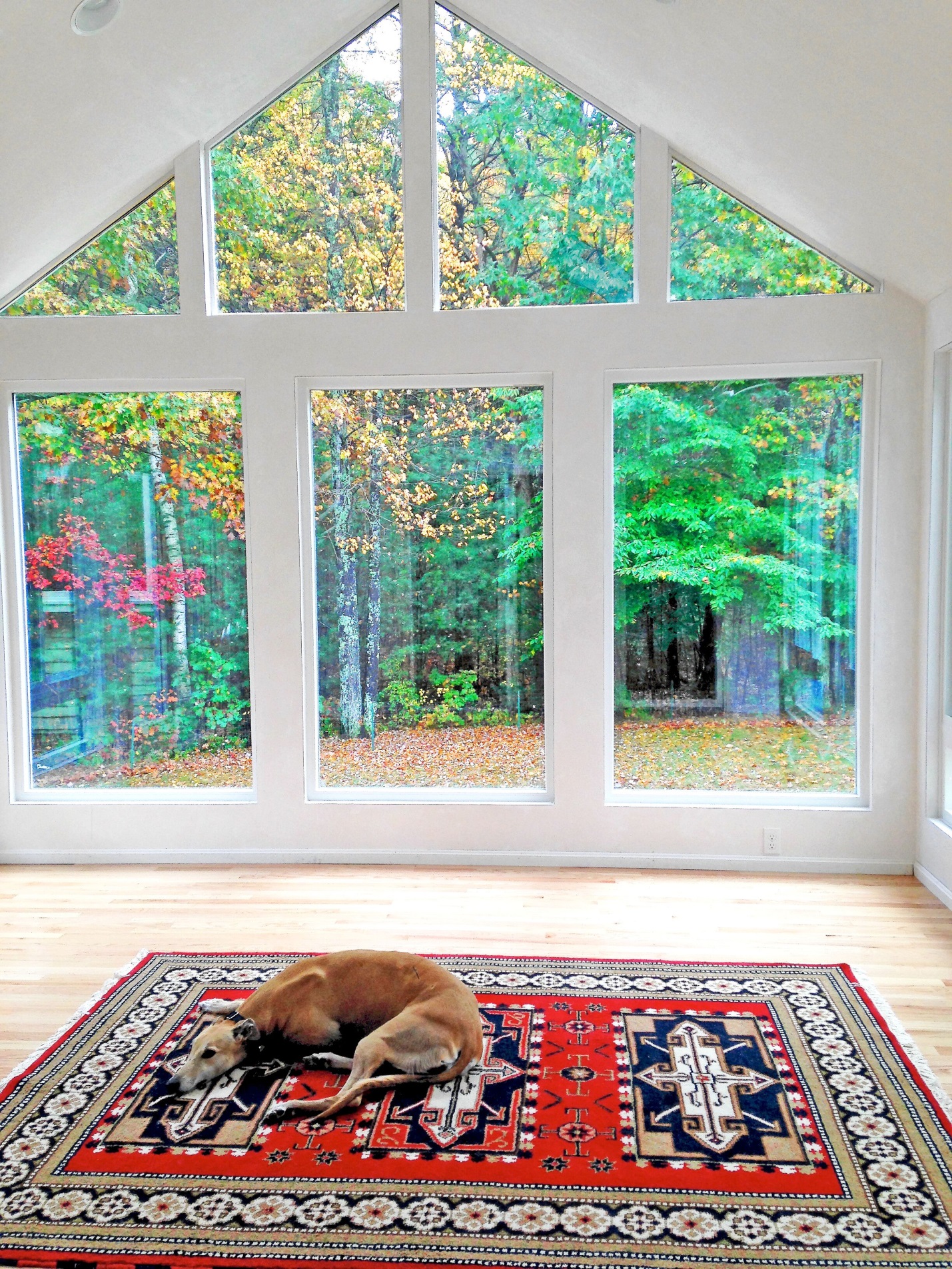 dog sleeping in room